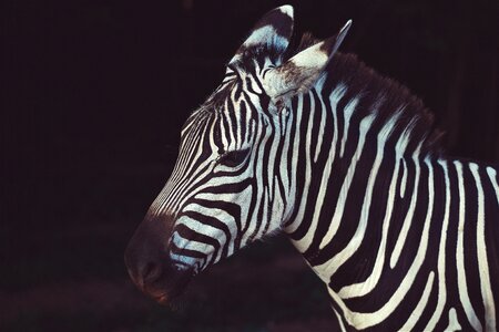 Zebra Stripes photo
