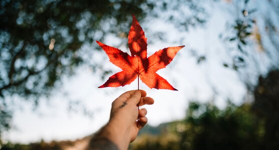 Leaf Autumn photo