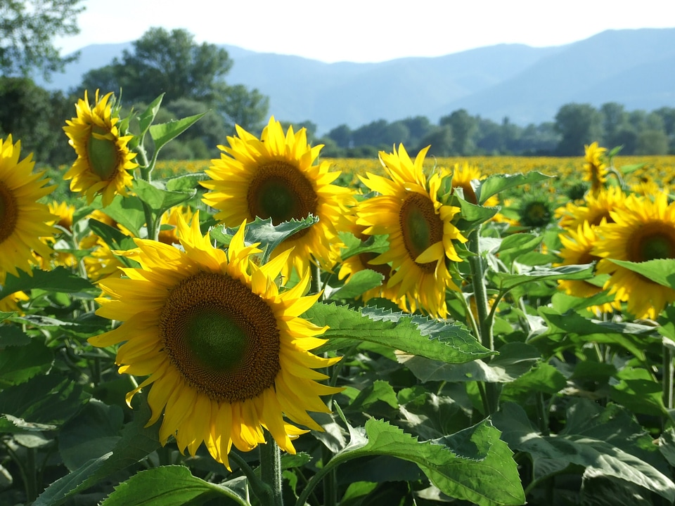 Sunny landscape spring