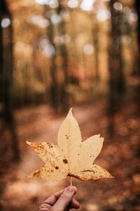 Leaf Fall photo