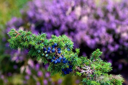 Plant Garden