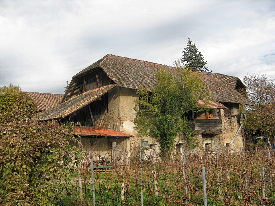 Vineyard garden trees
