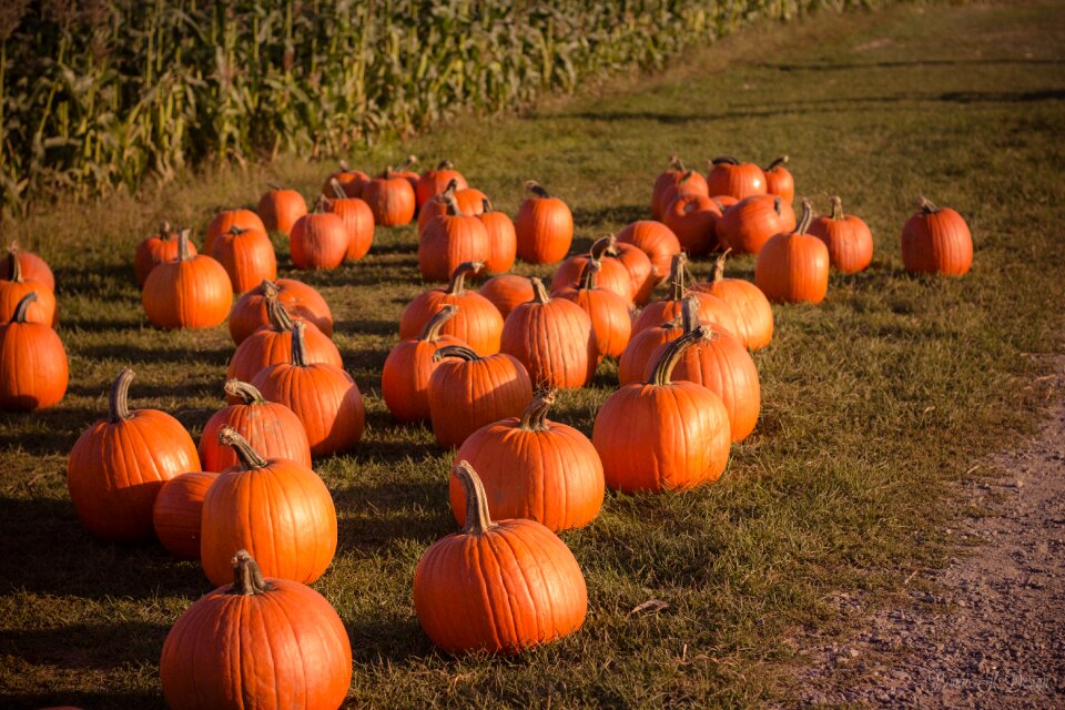 Pumpkin Trick Or Treat