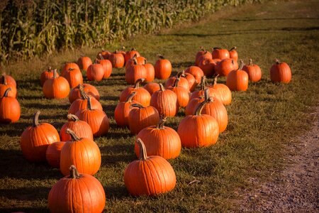 Pumpkin Trick Or Treat