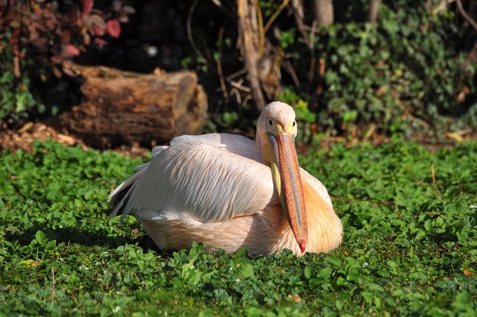 Zoo bird pelecanidae