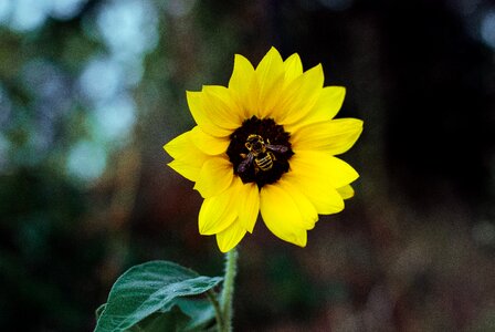 Flower Yellow