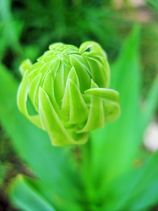 Bud blossom spring