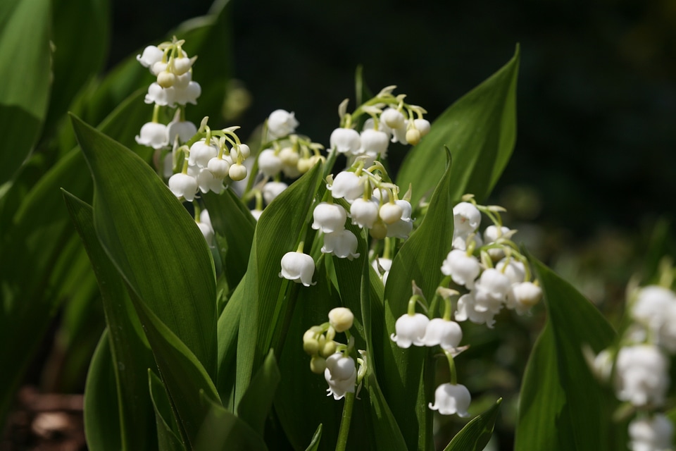 Flowers lily of the valley spring