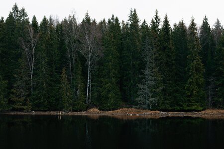 Trees Plant