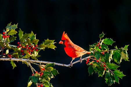 Bird Animal photo