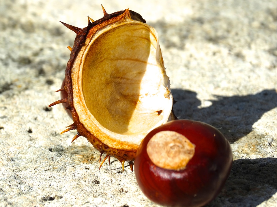 Exposed brown reddish