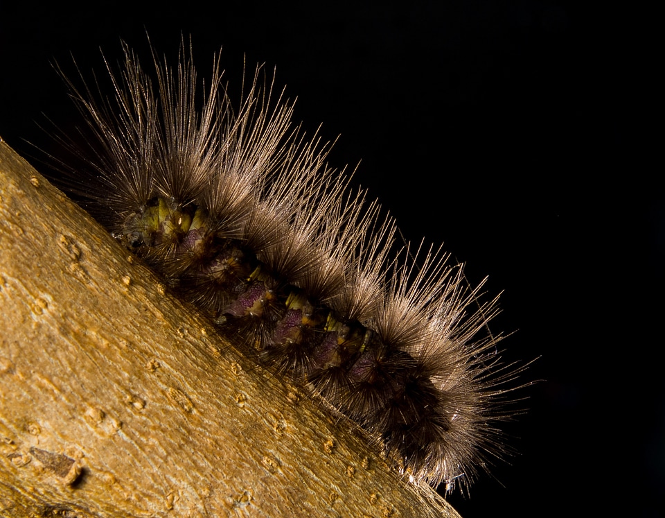 Caterpillar hairy close up