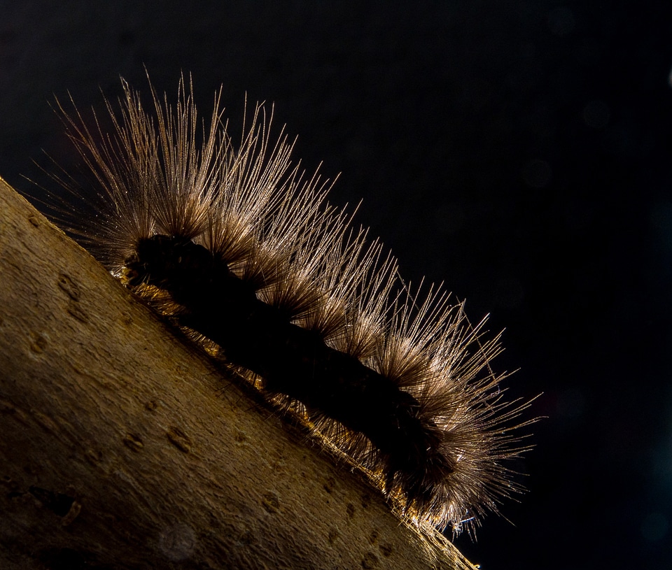 Caterpillar hairy close up