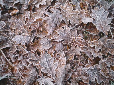 Leaf Snow photo