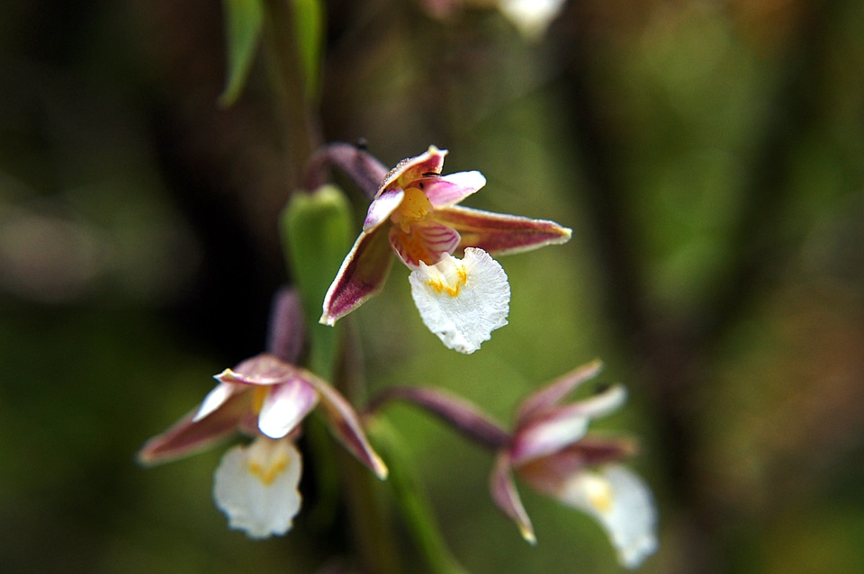 Epipactis palustris orchid protected plant