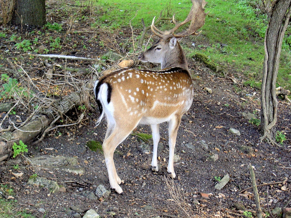 Stag standing roe deer