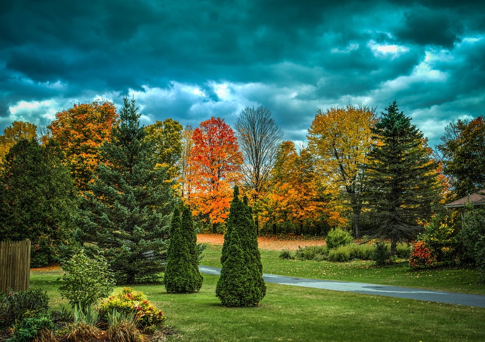 Autumn landscape trees
