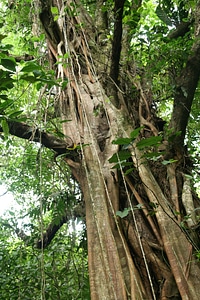 Forest travel jungle photo