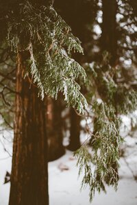 Trees Plant photo