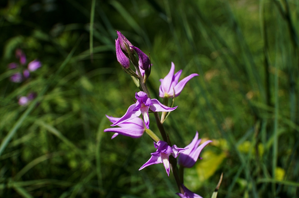 Cephalanthera rubra orchid protected plant