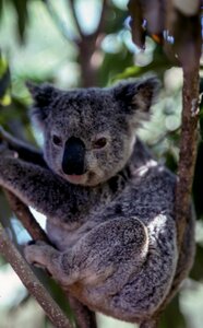 Koala Animal photo