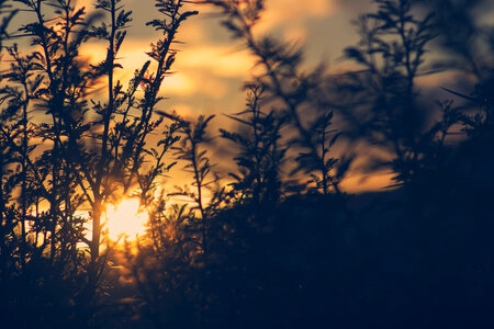 Sunset Blur