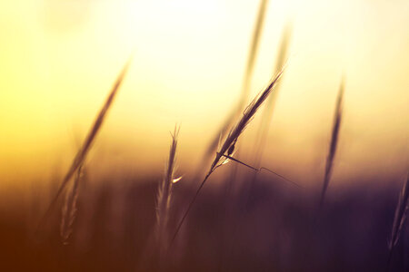 Grass Blur photo
