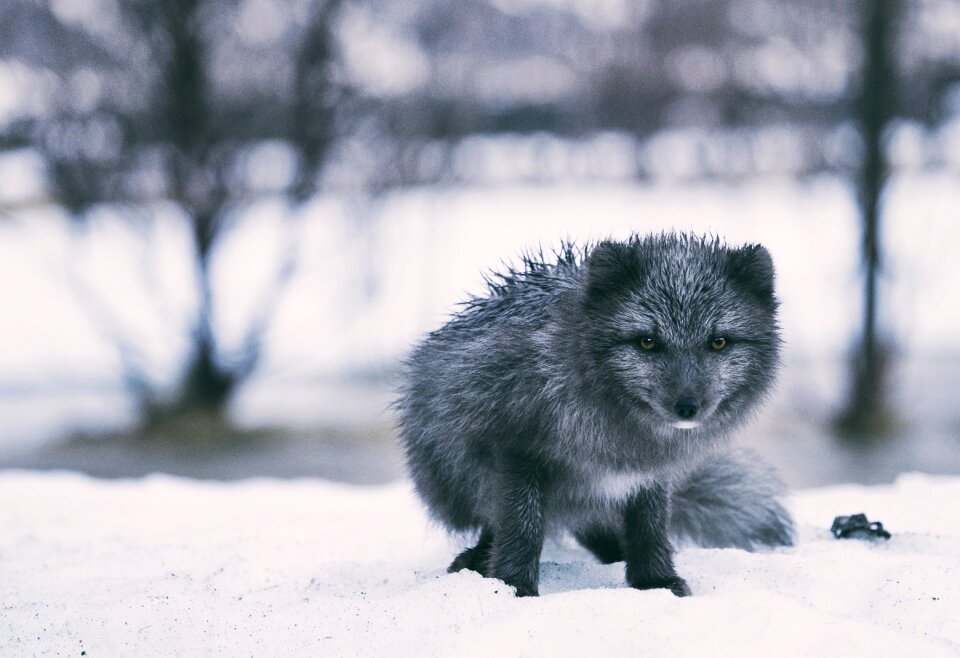 Black And White Fox