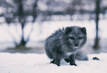 Black And White Fox