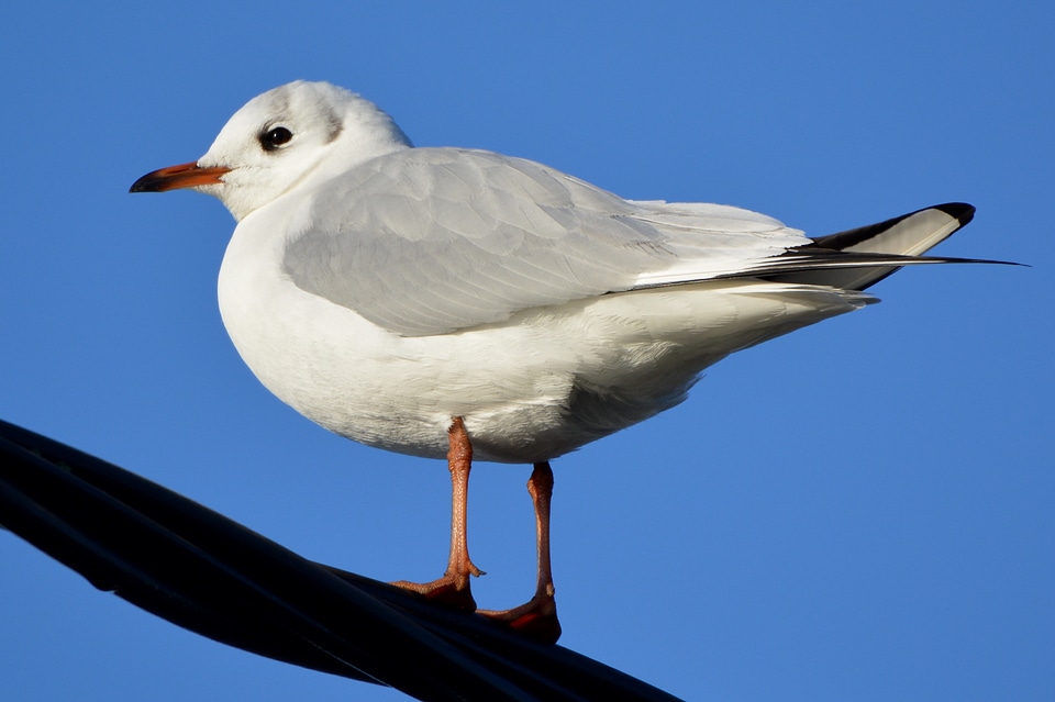 Seagull animal bird photo