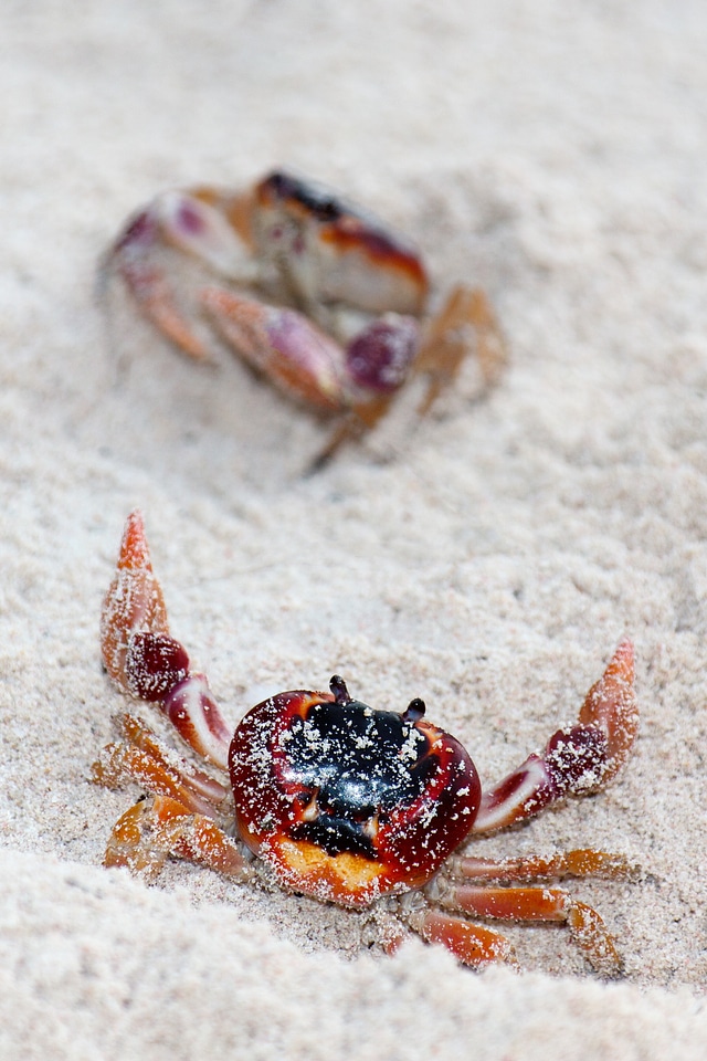 Wild claw wildlife