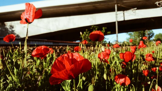 Flower Red photo