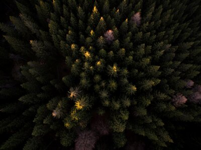 Trees Plant