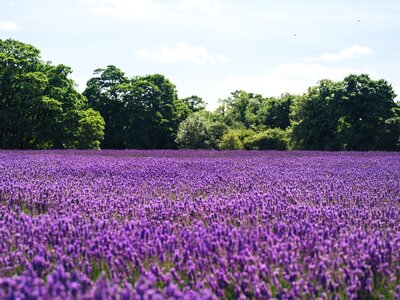 Lavender Field photo