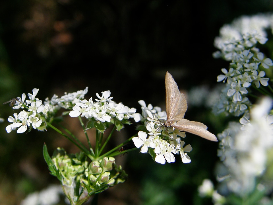 Insect beautiful nature