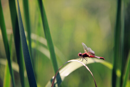 Insect Green photo