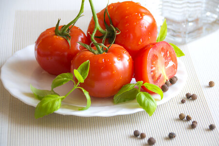 Tomato Plant photo