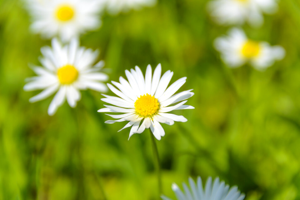 Flower White photo