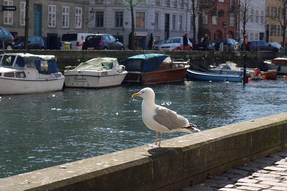 Bird animal copenhagen