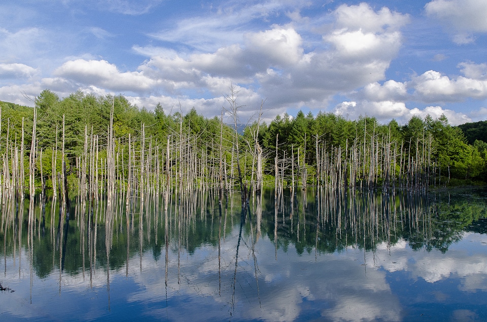Hokkaido biei wood