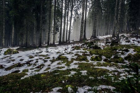 Nature Landscape