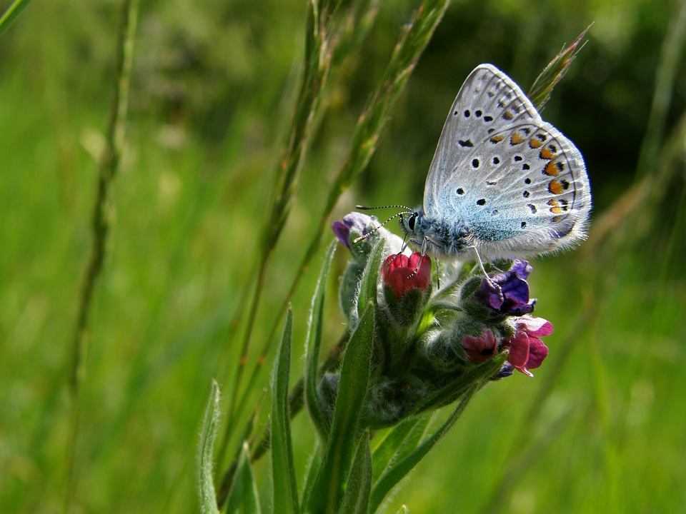 Insect beautiful nature