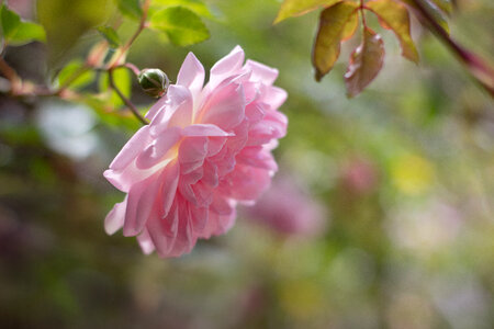 Flower Pink