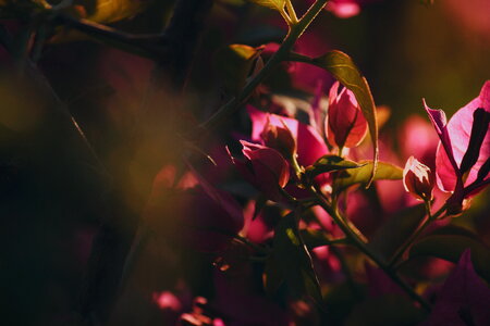 Flower Red