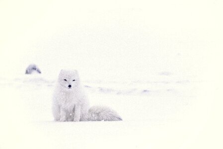 Snow Winter photo