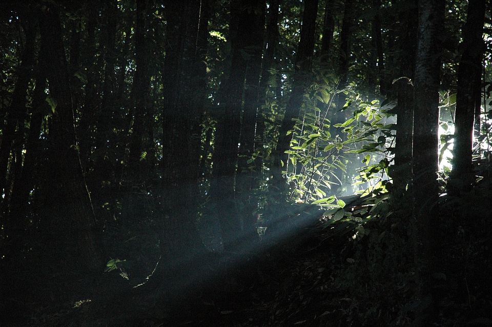 Light beam forest trees