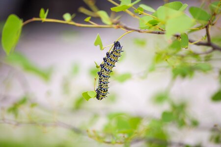 Caterpillar Leaves photo
