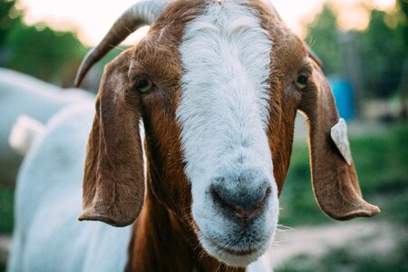 Animal Goat photo