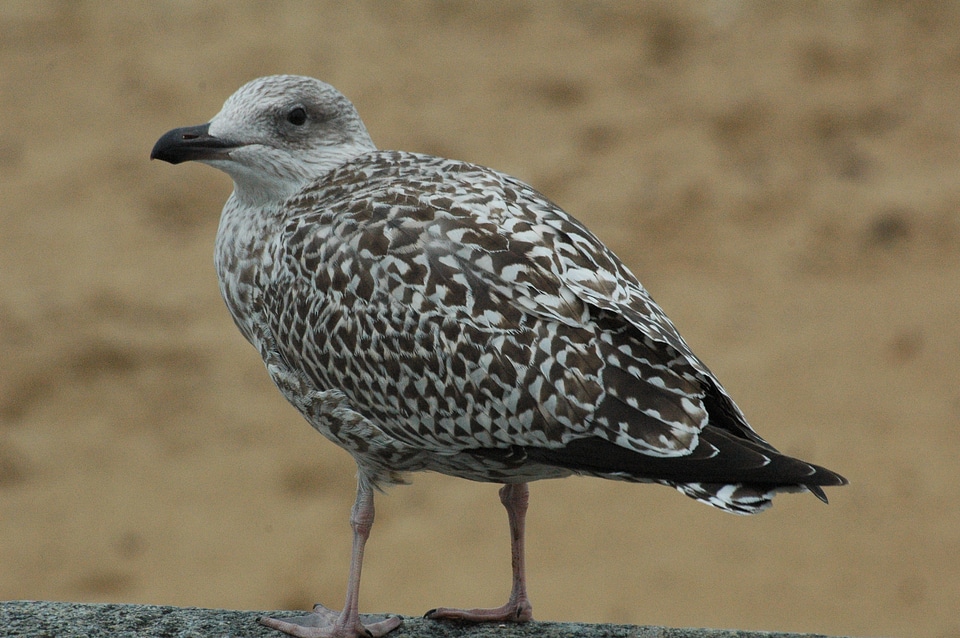 Seagull beach bird black backed gull