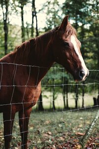 Horse Animal photo